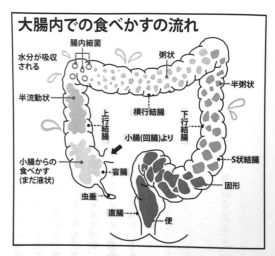 大腸内での食べかすの流れ P61第一章
