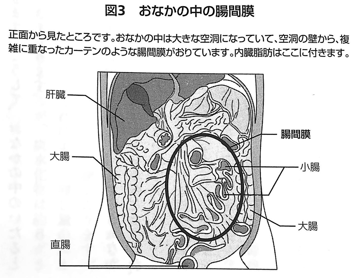 図3 おなかの中の腸間膜 内臓脂肪を最速で落とす 第1章