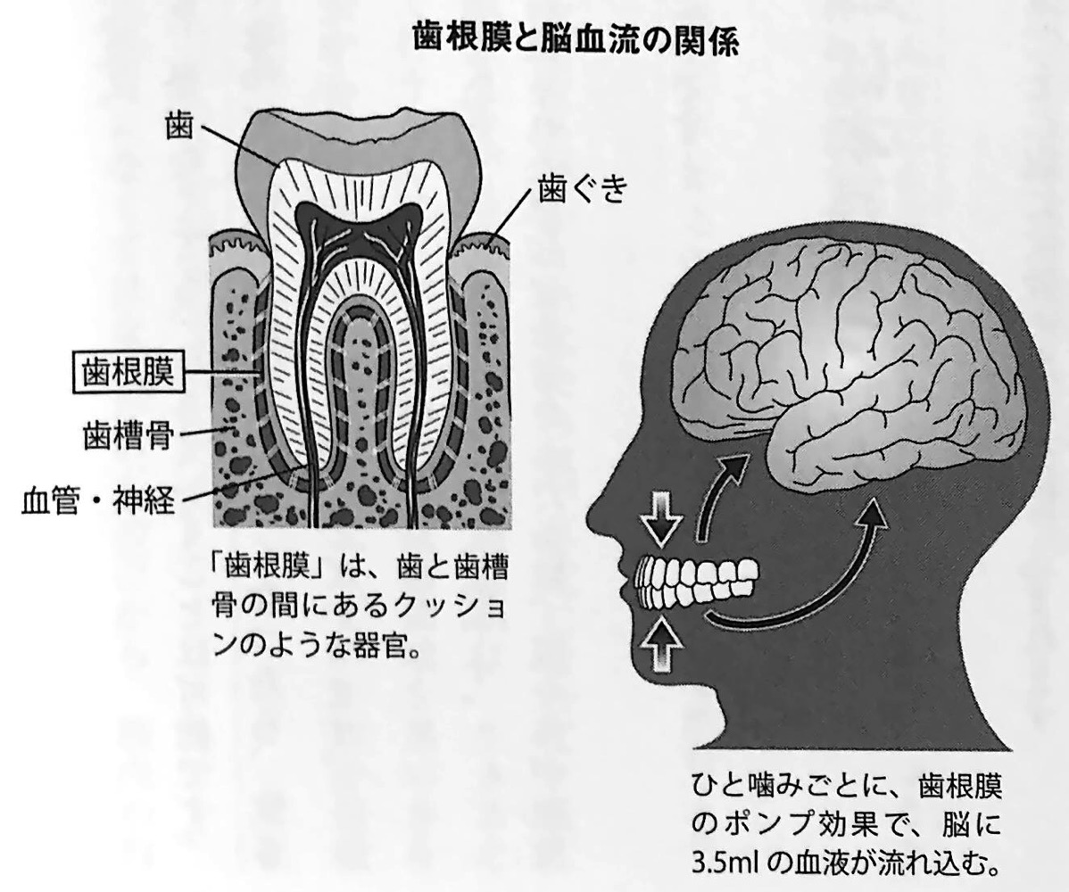 図1 歯根膜と脳血流の関係 歯を守りなさい 第1章