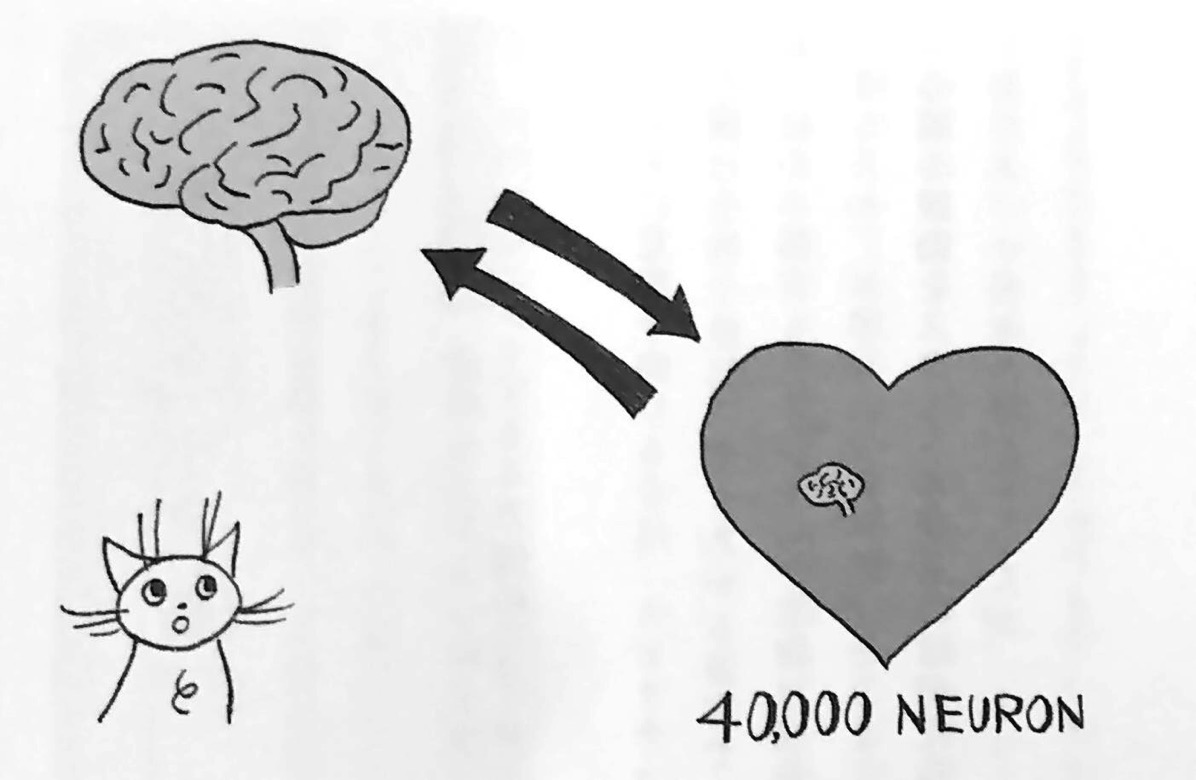 図3 心臓にある4万個のニューロン 真実の引き寄せの法則 第3章