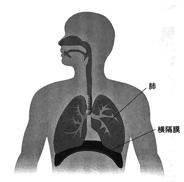 図1 横隔膜と肺 横隔膜ほぐし 第1章