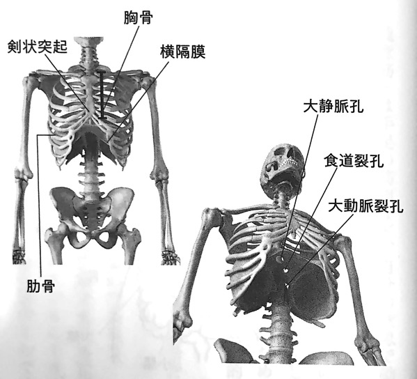 図2 横隔膜は胸部と腹部の境をなす 仕切り 横隔膜ほぐし 第1章