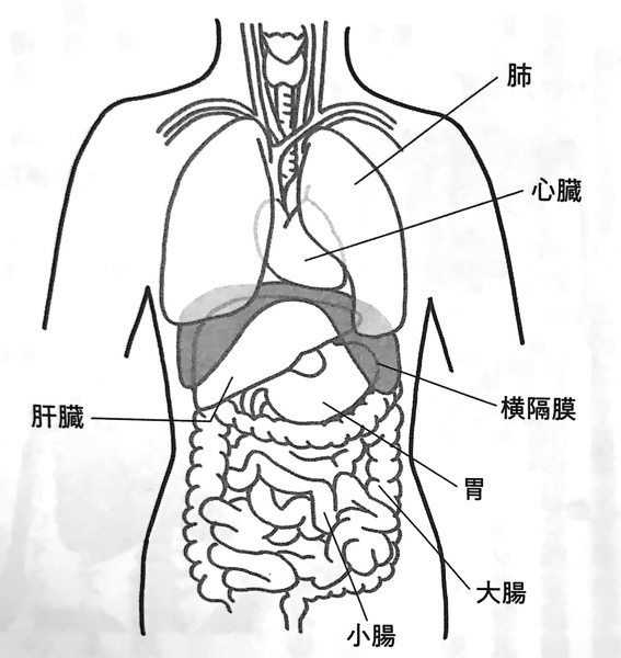 図3 横隔膜と内臓器官の位置関係 横隔膜ほぐし 第1章