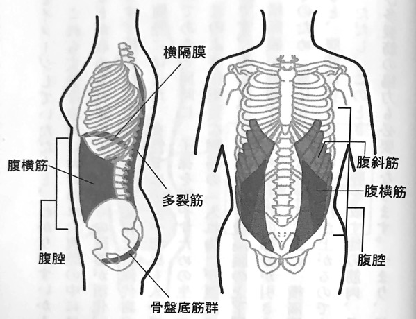 図7 腹腔を構成する筋肉群 横隔膜ほぐし 第4章