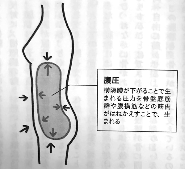 図8 横隔膜の動きと腹圧の関係 横隔膜ほぐし 第4章