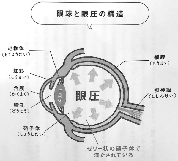 図1 眼球と眼圧の構造 眼圧リセット 第1章