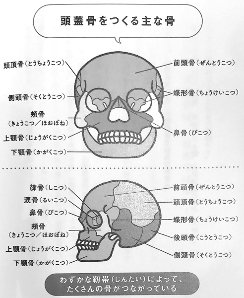 図3 頭蓋骨をつくる主な骨 眼圧リセット 第2章
