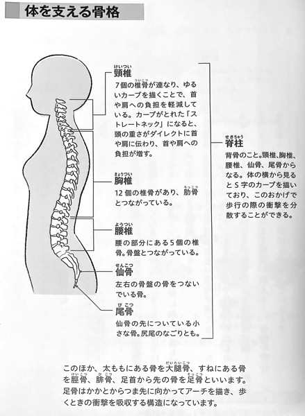 図1 体を支える骨格 ゆがんだ 背骨 の整え方 PART1