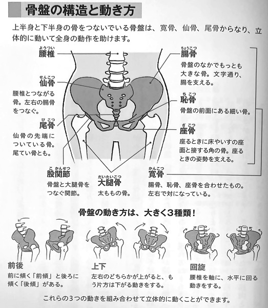 図2 骨盤の構造と動き方 ゆがんだ 背骨 の整え方 PART1