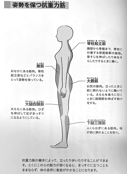 図3 姿勢を保つ抗重力筋 ゆがんだ 背骨 の整え方 PART1