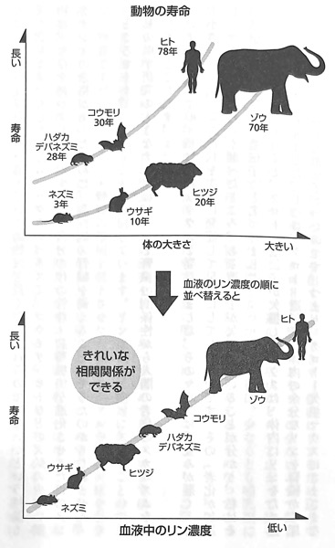 図1 動物の寿命 と 血中のリン濃度 との相関 腎臓が寿命を決める はじめに