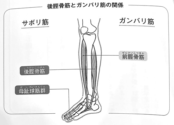 図19 後脛骨筋とガンバリ筋の関係 サボリ筋コンディショニング 第3章