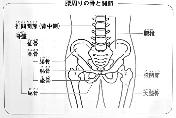 図2 腰周りの骨と関節 サボリ筋コンディショニング 第1章