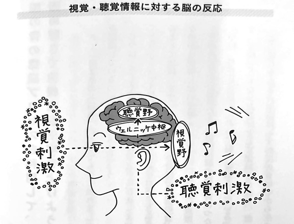 図3 視覚 聴覚情報に対する脳の反応 速聴インプット術 第3章