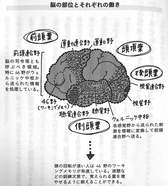 図5 脳の部位とそれぞれの働き 速読インプット術 第3章