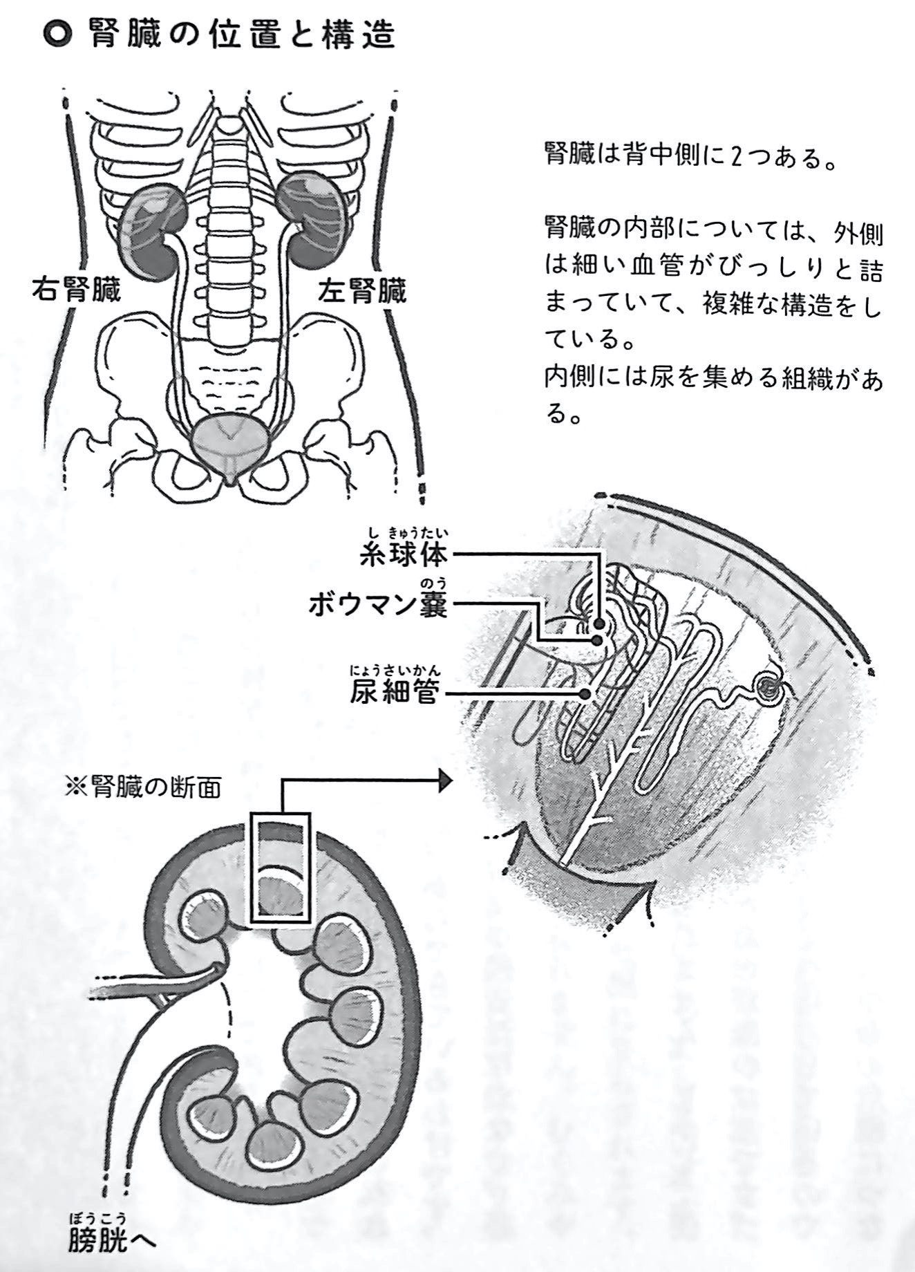 図1 腎臓の位置と構造 人は腎臓から老いていく 第1章