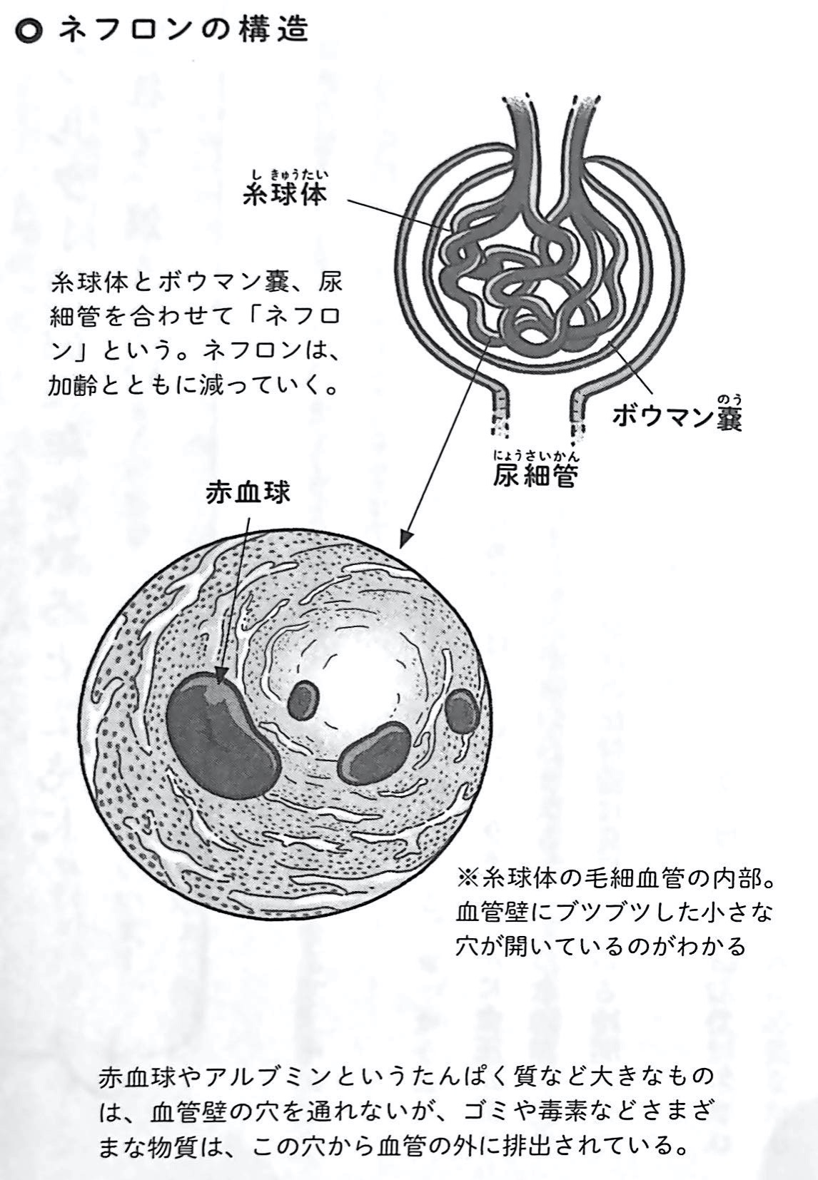図2 ネフロンの構造 人は腎臓から老いていく 第2章