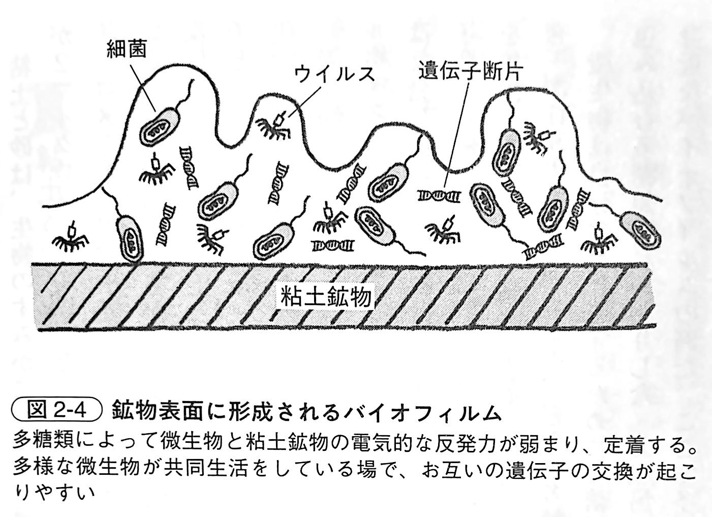 図2 4．鉱物表面に形成されるバイオフィルム（『土と生命の46億年史』第2章）.