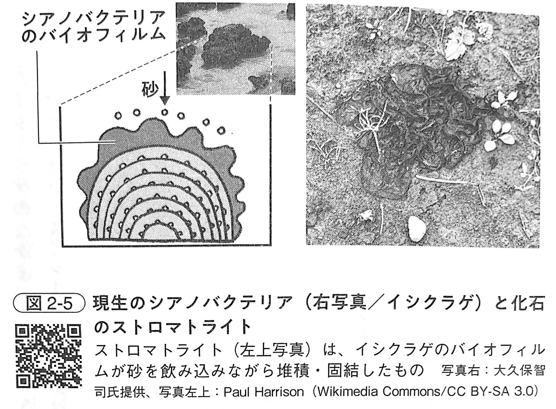 図2 5．現生のシアノバクテリア（右写真／イシクラゲ）と化石のストロマとライト（『土と生命の46億年史』第2章）.