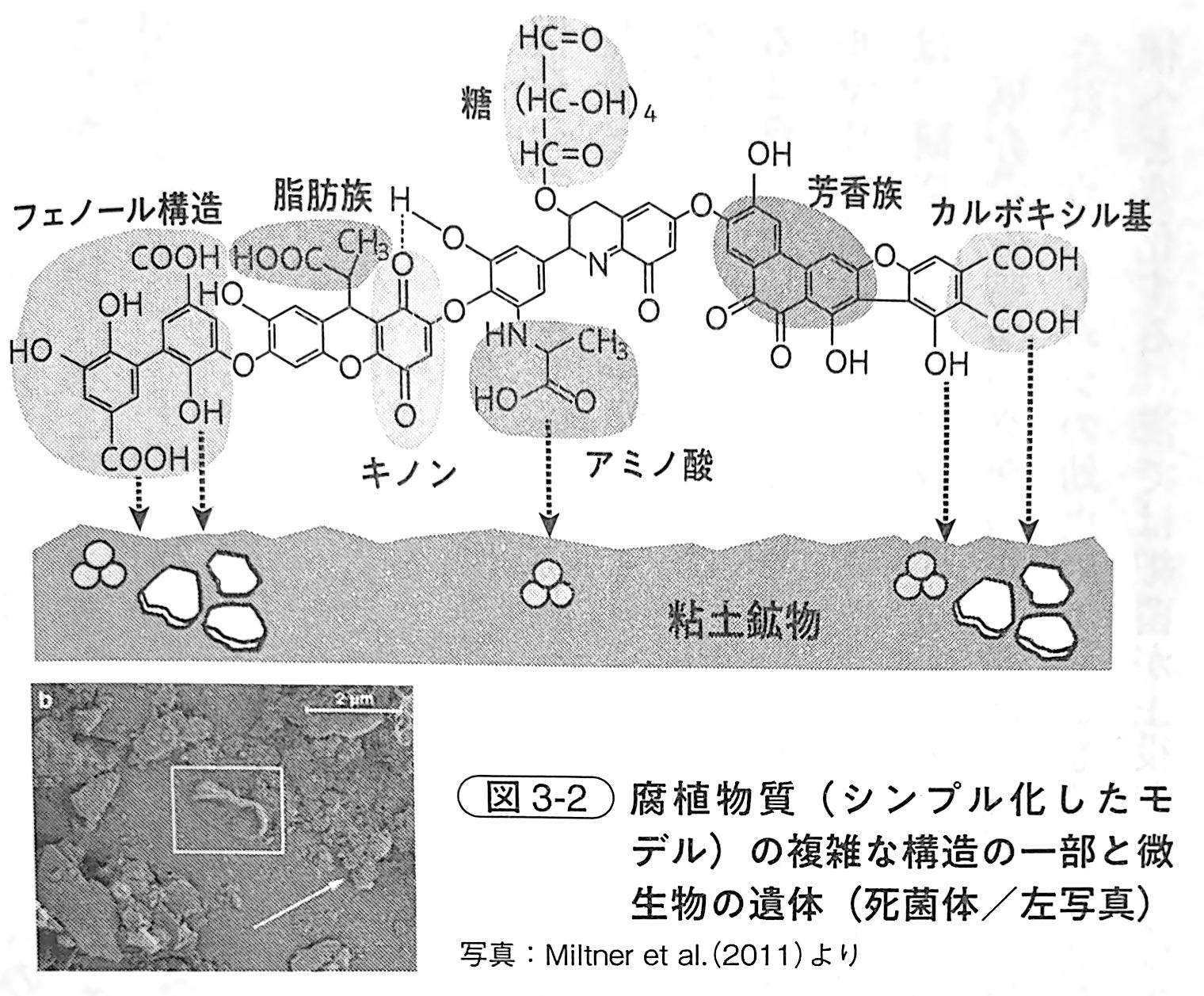 図3 2．腐植物質（シンプル化したモデル）の複雑な構造の一部と微生物の遺体（『土と生命の46億年史』第3章）.