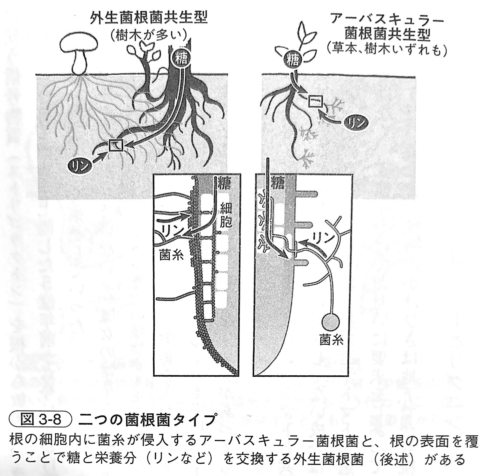 図3 8．二つの菌根菌タイプ（『土と生命の46億年史』第3章）.