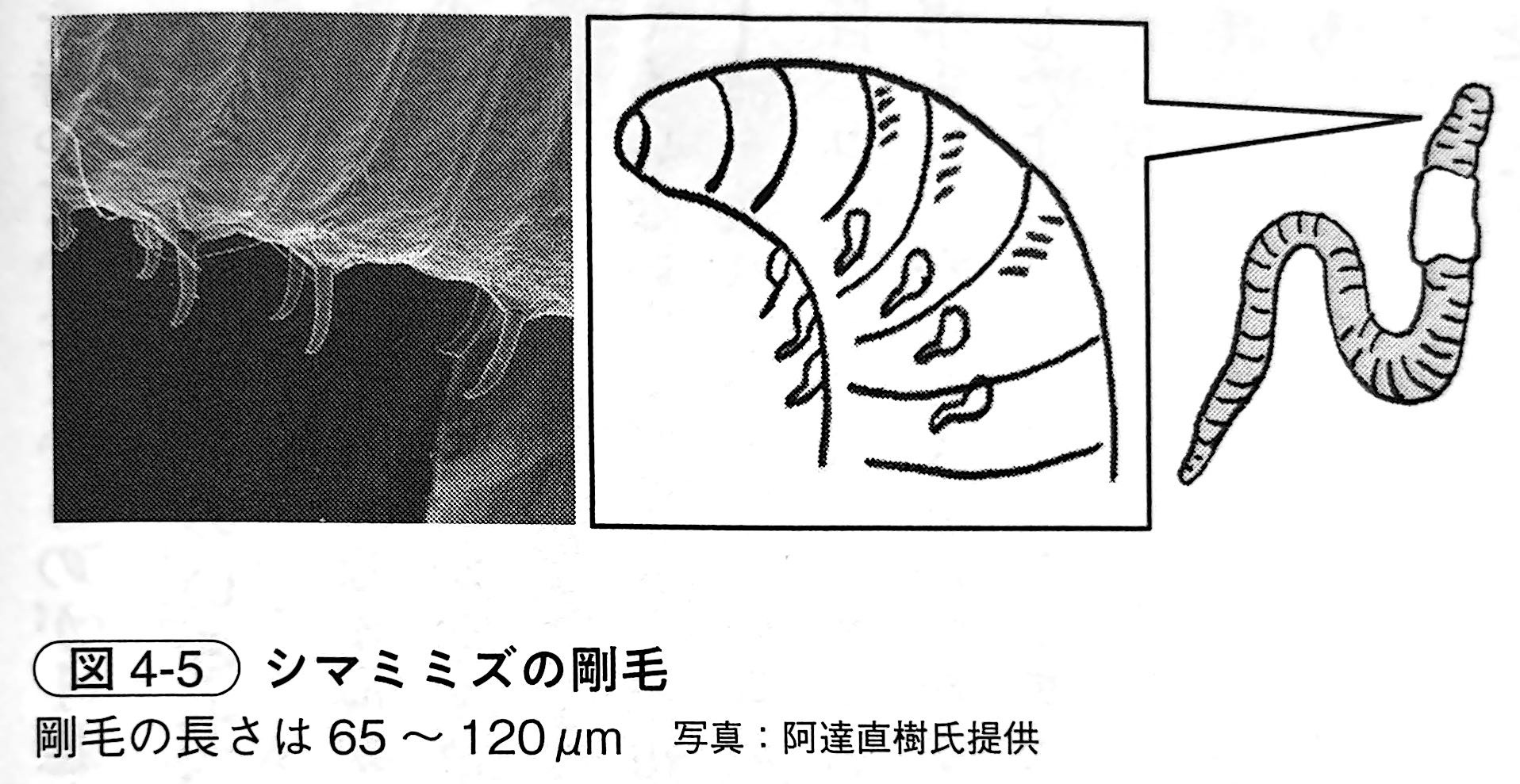 図4 5．シマミミズの剛毛（『土と生命の46億年史』第4章）.