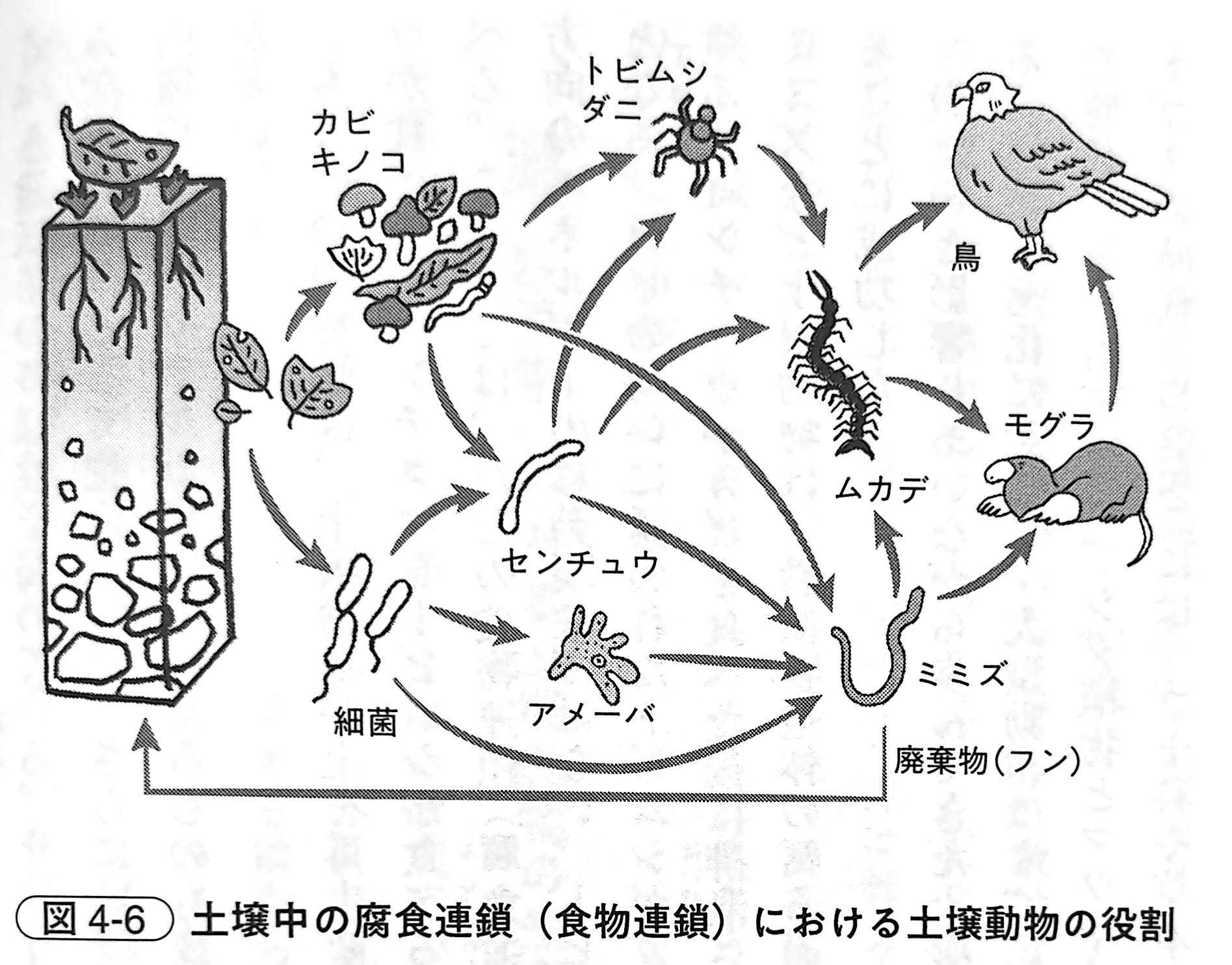 図4 6．土壌中の腐食連鎖（食物連鎖）における土壌動物の役割（『土と生命の46億年史』第4章）.