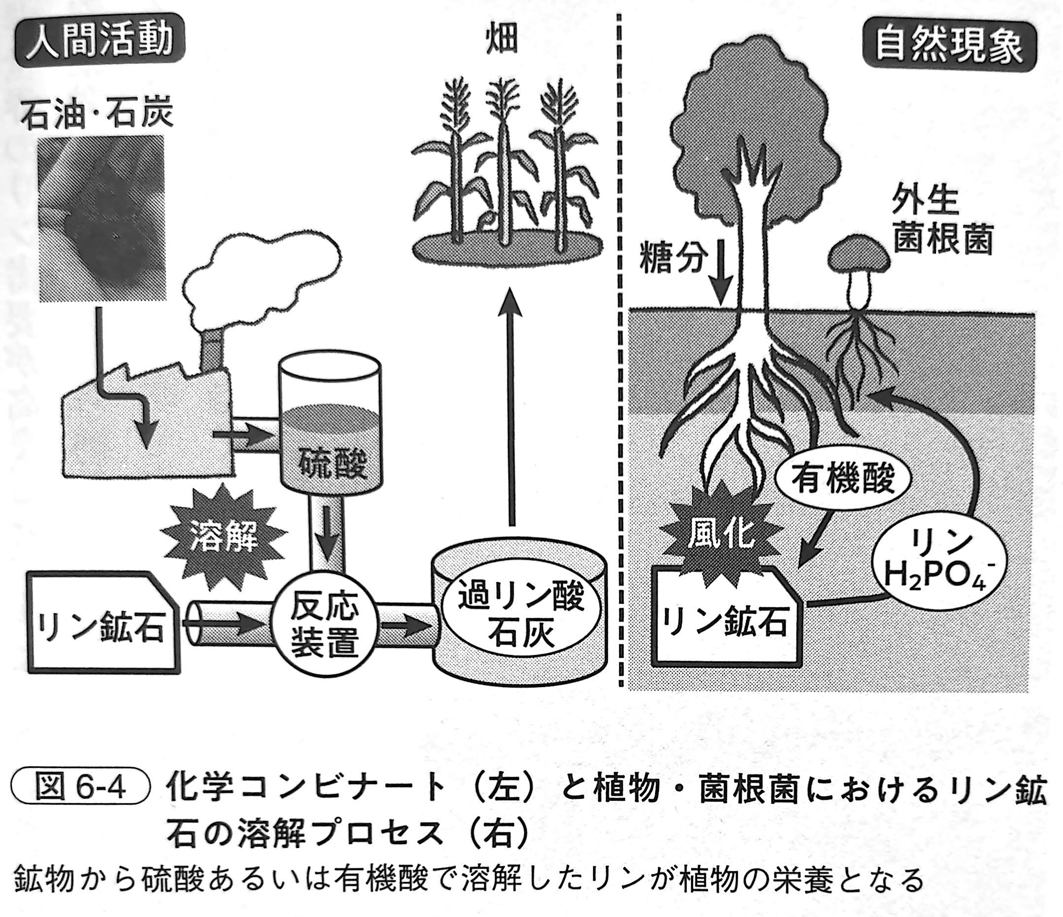 図6 4．化学コンビナート（左）と植物・菌根菌におけるリン鉱石の溶解プロセス（右）（『土と生命の46億年史』第6章）.
