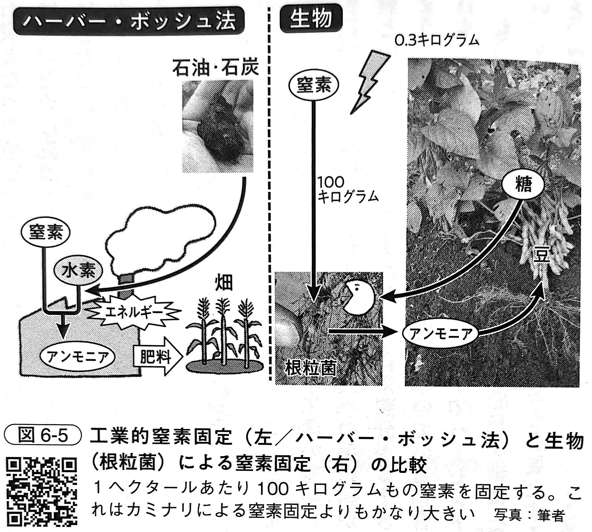 図6 5．工業的窒素固定（左／ハーバー・ボッシュ法）と生物（根粒菌）による窒素固定（右）の比較（『土と生命の46億年史』第6章）.