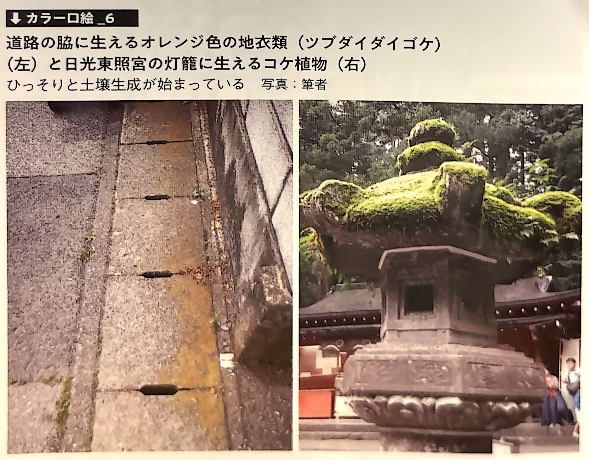 カラー口絵 6．道路の脇に生えるオレンジ色の地衣類（左）と日光東照宮の灯籠に生えるコケ植物（右）（『土と生命の46億年史』巻頭）.