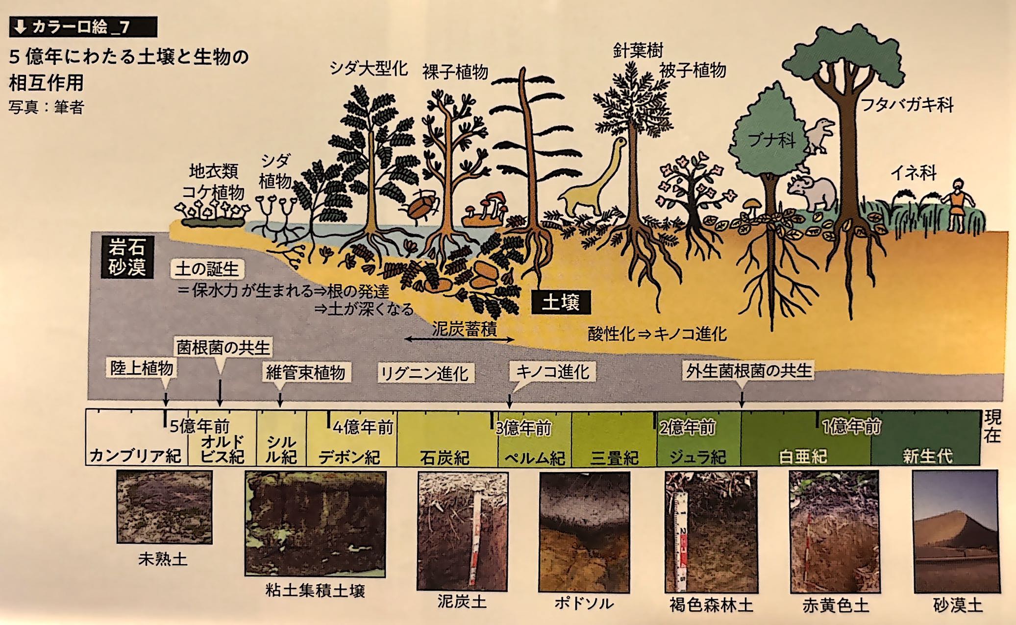 カラー口絵 7．5億年にわたる土壌と生物の相互作用（『土と生命の46億年史』巻頭）.