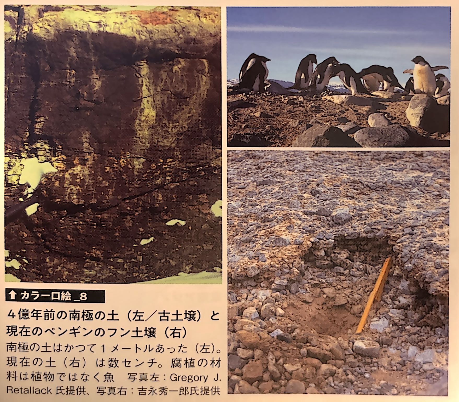 カラー口絵 8．4億年前の南極の土（左／古土壌）と現在のペンギンのフン土壌（右）（『土と生命の46億年史』巻頭）.